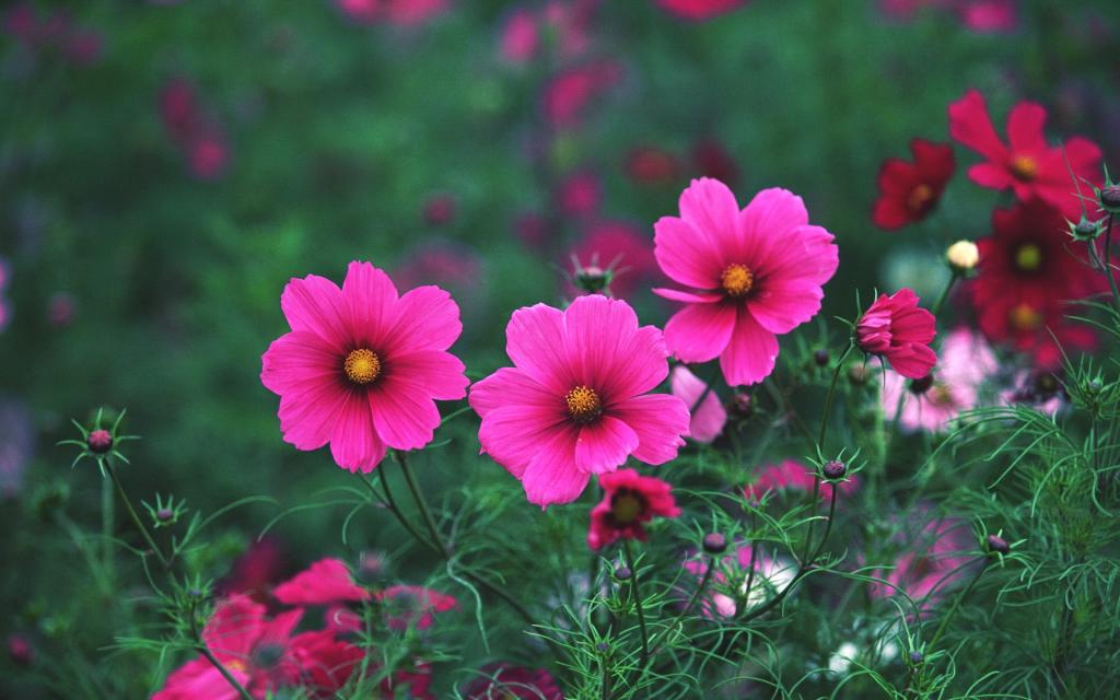 浓艳纷繁的花朵