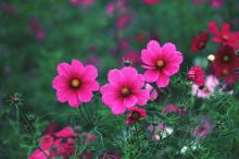 浓艳纷繁的花朵