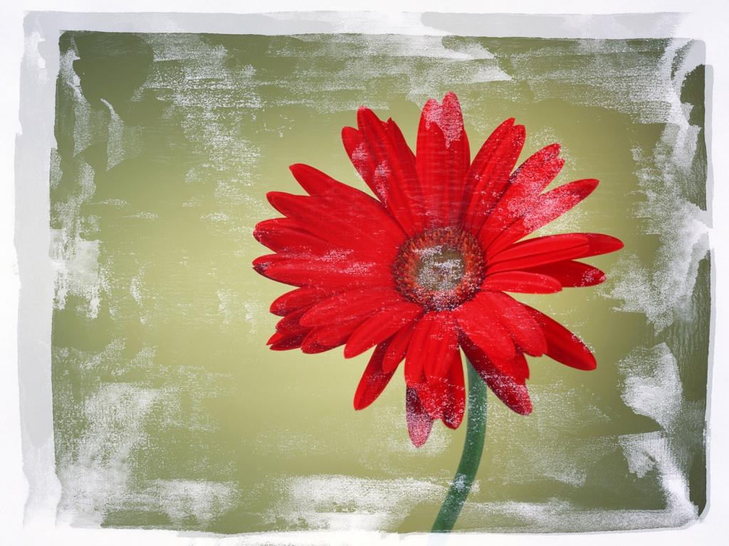 五颜六色鲜菊花