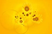 浪漫的合成花卉