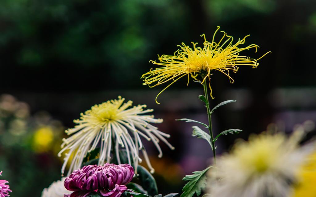 清新唯美菊花微距摄影