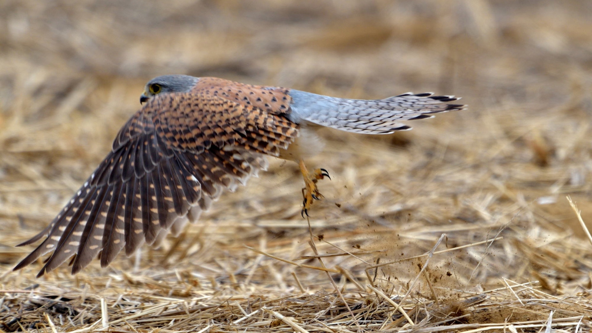 猛禽红隼 > || 更新时间:2018-10-01 颜色分 橙色 关键词:  鸟类 动物