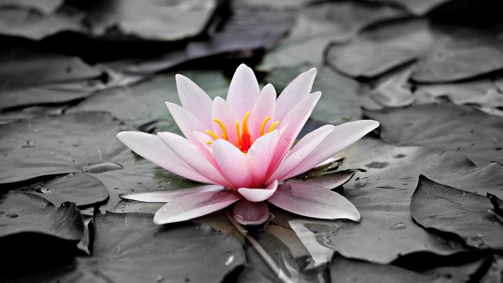 山川女神——睡莲