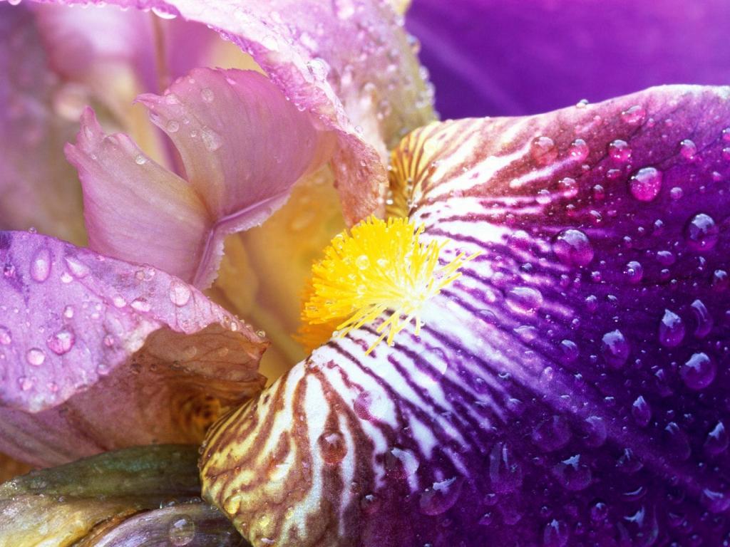 落英缤纷鲜花