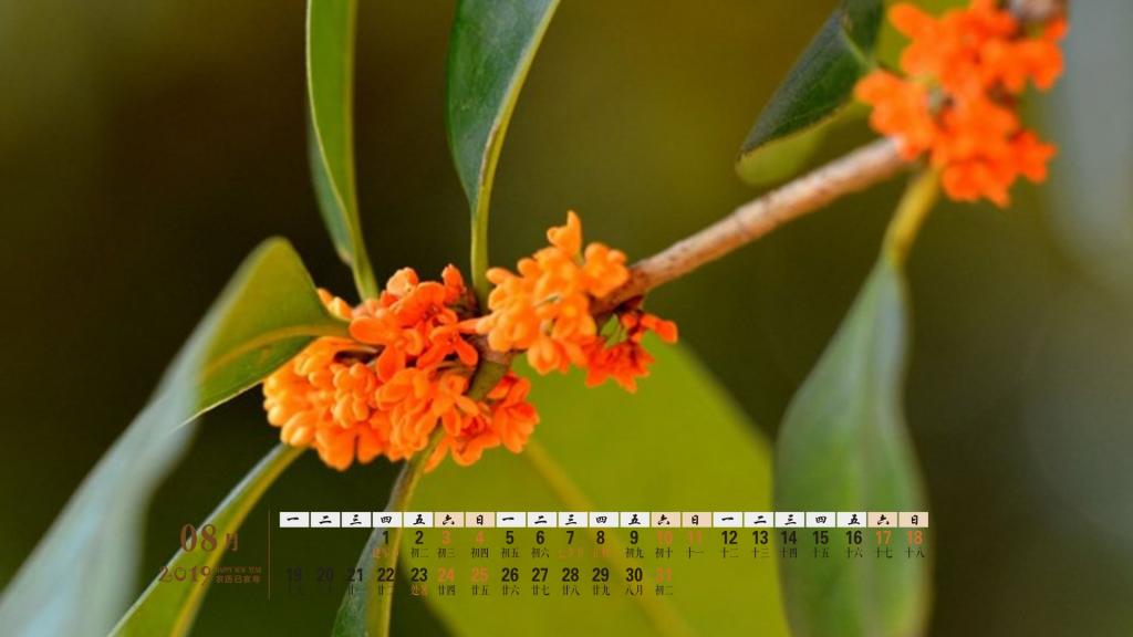 2019年8月惹人喜爱的桂花日历