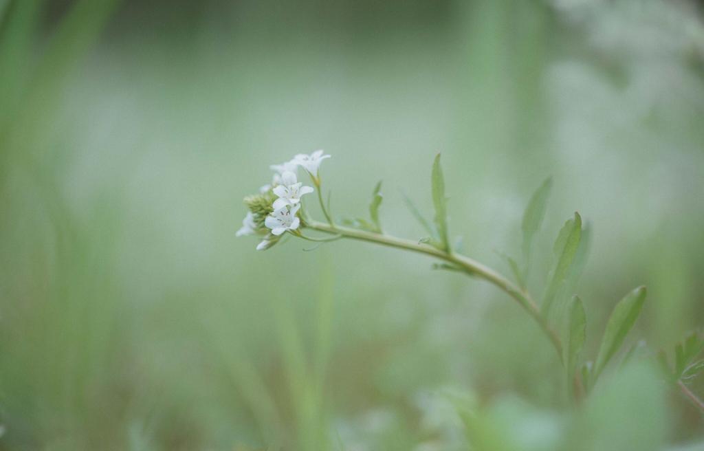 清新养眼治愈系户外植物微距摄影
