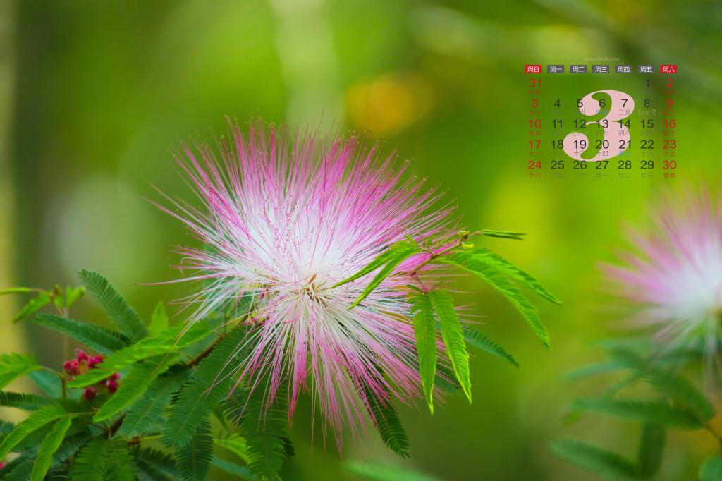 2019年3月春天里争艳的花儿日历