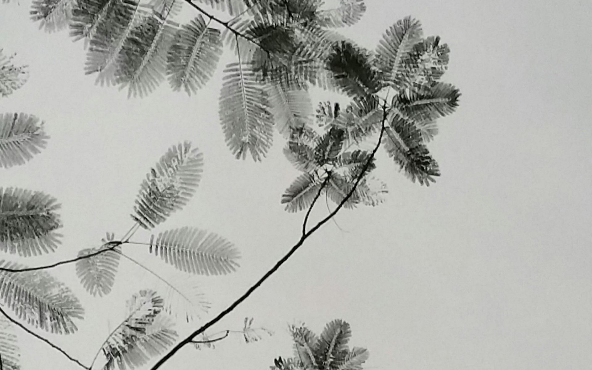 水墨画叶子,高清图片,电脑桌面-壁纸族