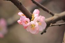 淡雅杏花图片
