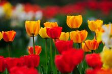 高贵典雅郁金香