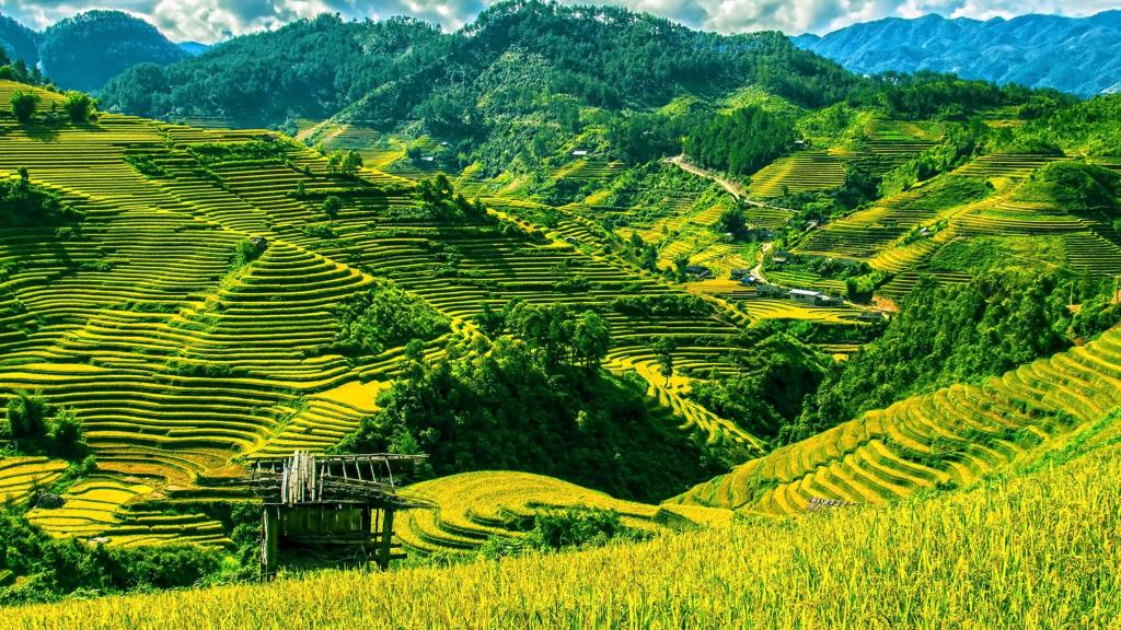 层层叠叠的绿色梯田