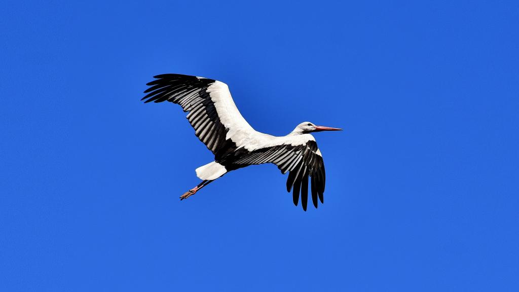 飞舞的拨浪鼓鹳