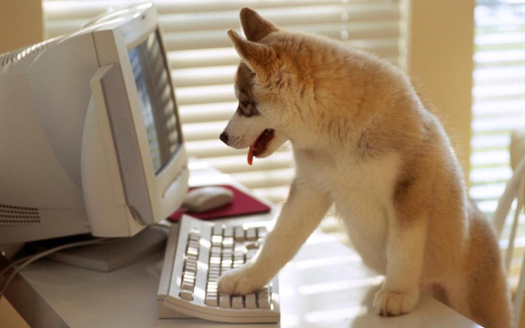 宽屏萌宠狗狗写真