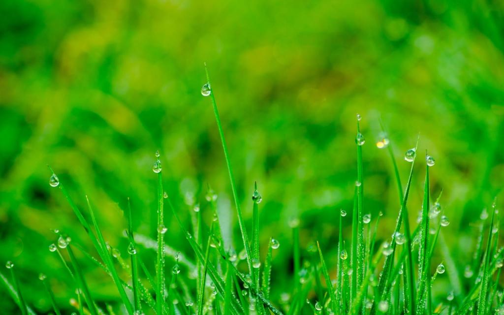 晶莹剔透的唯美露珠