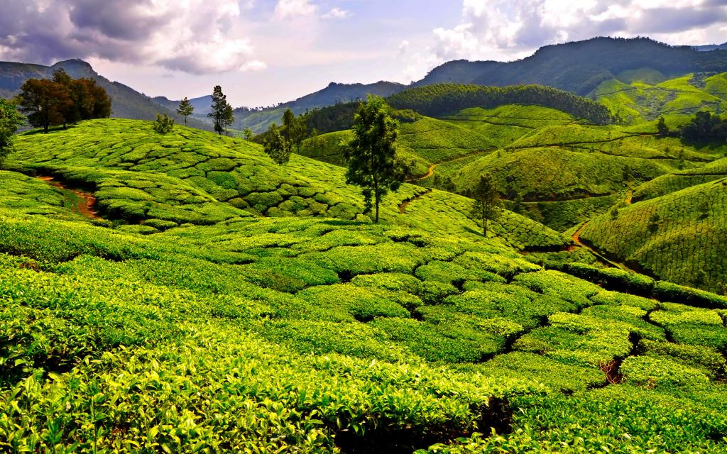 与天地共生的茶园