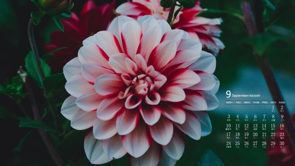 2018年9月四季花卉唯美图片日历
