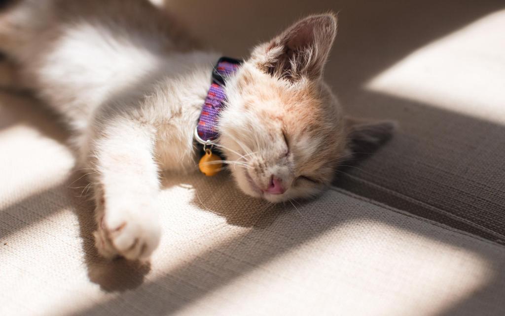 慵懒可爱的小猫咪