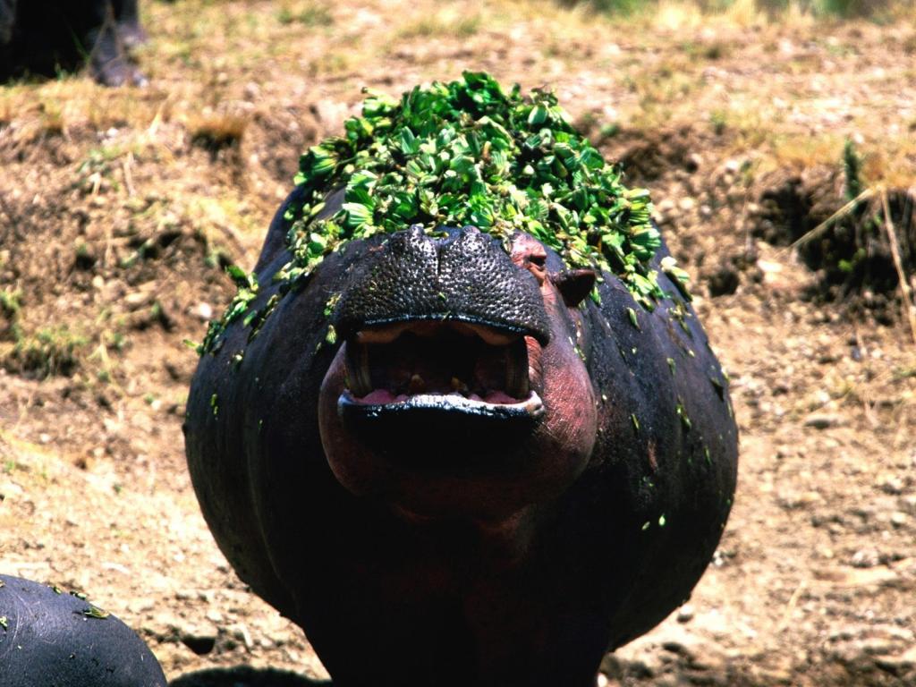 野生河马