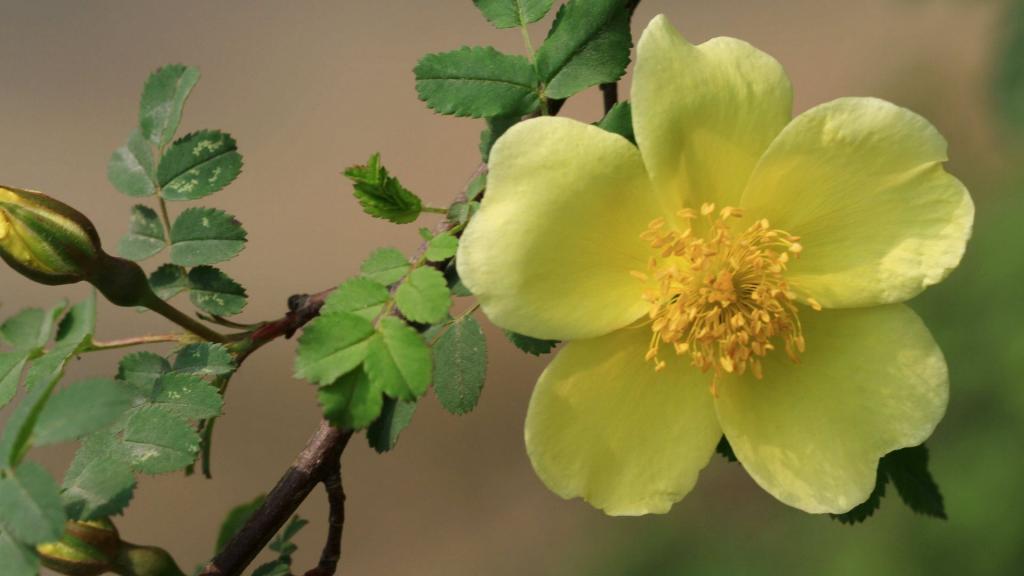 蔷薇科黄色刺玫花