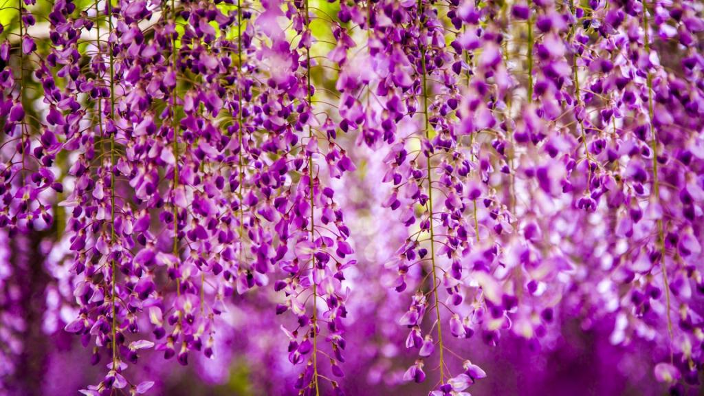 繁星般的紫藤花