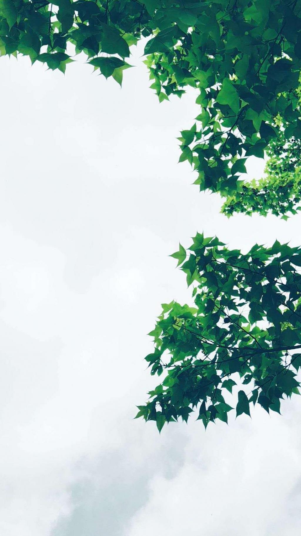 好看小清新绿叶