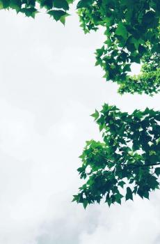 好看小清新绿叶-0