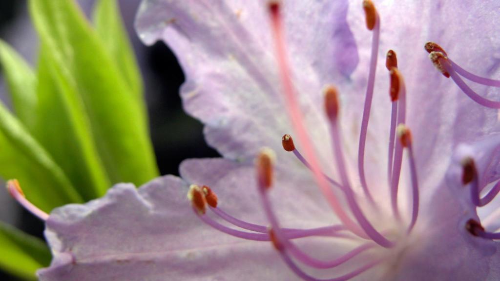 美丽的金达莱花卉