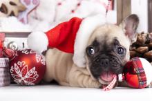 萌宠喜庆圣诞节