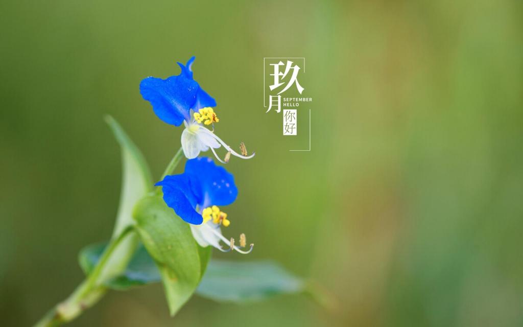 全新的9月你好带字文案