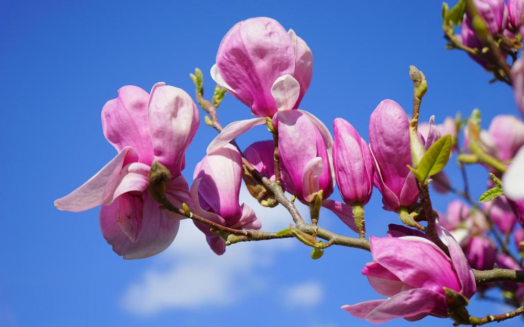 没有一个春天不会到来