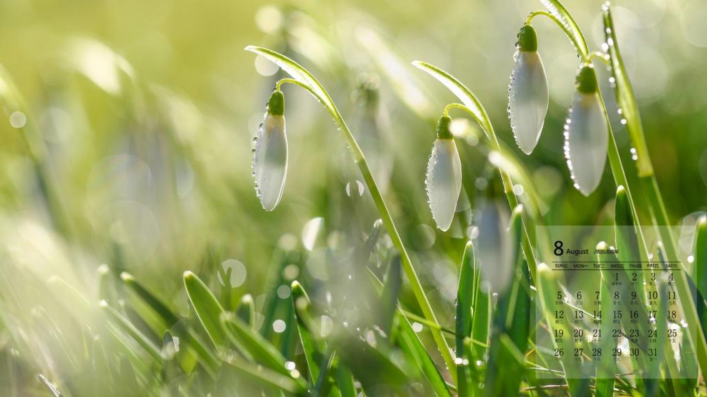 2018年8月楚楚动人的雪滴花写真日历
