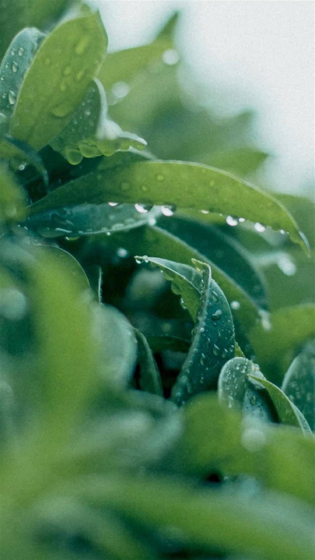 绿色植物护眼锁屏