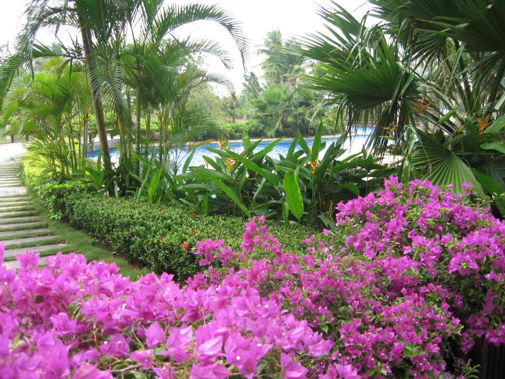 博鳌风光椰子树