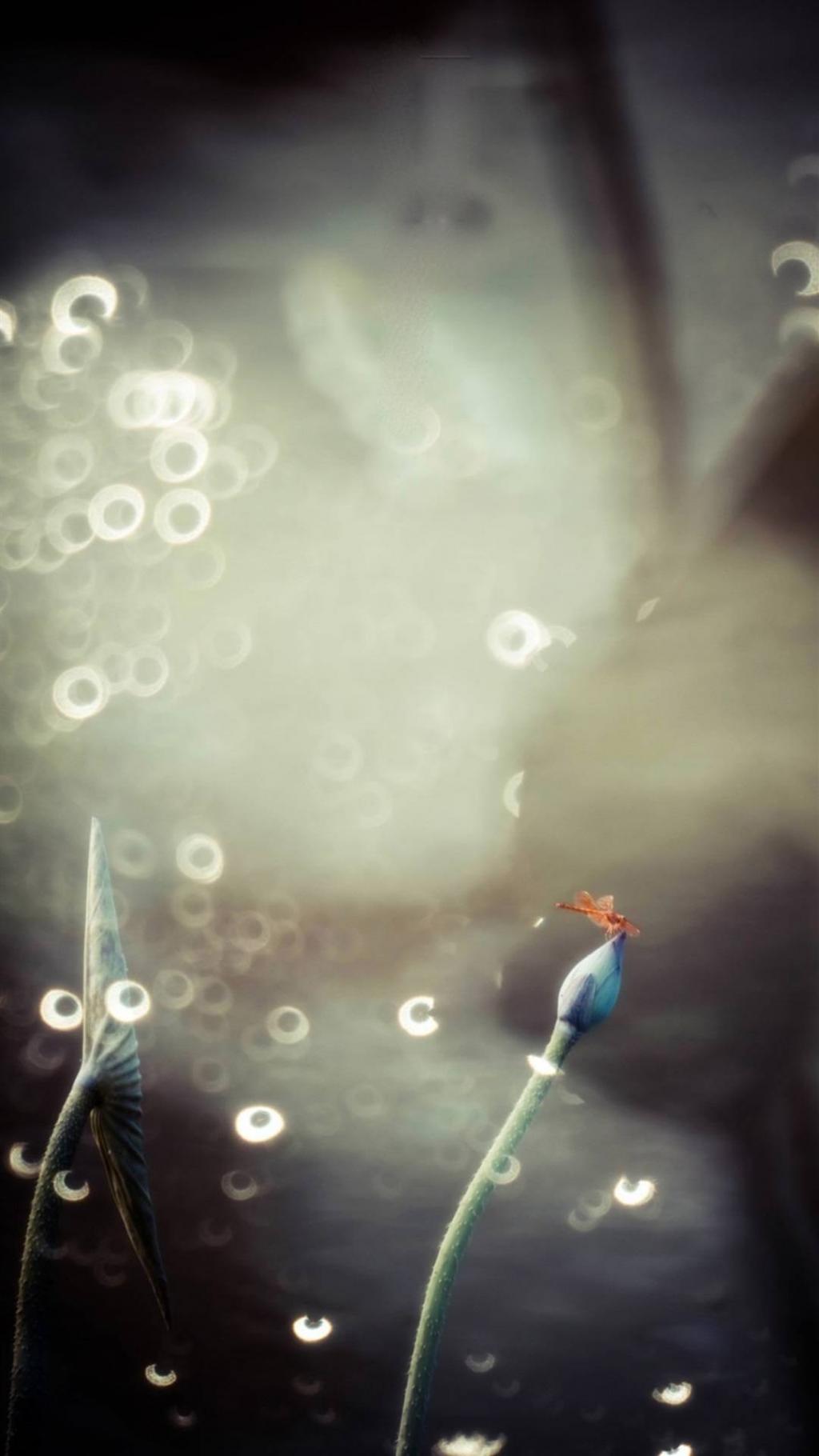 早有蜻蜓立上头