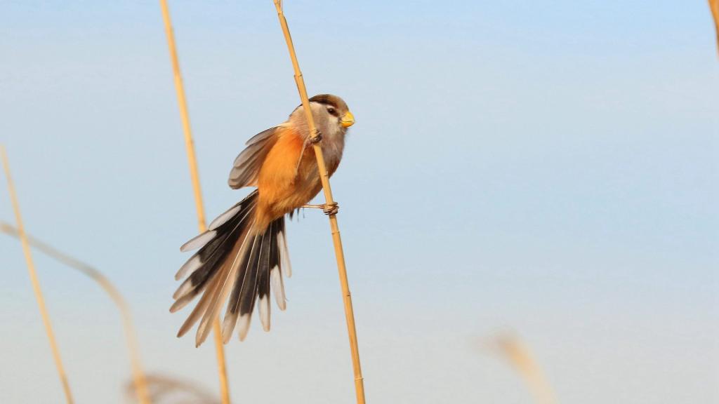 活泼的震旦鸦雀