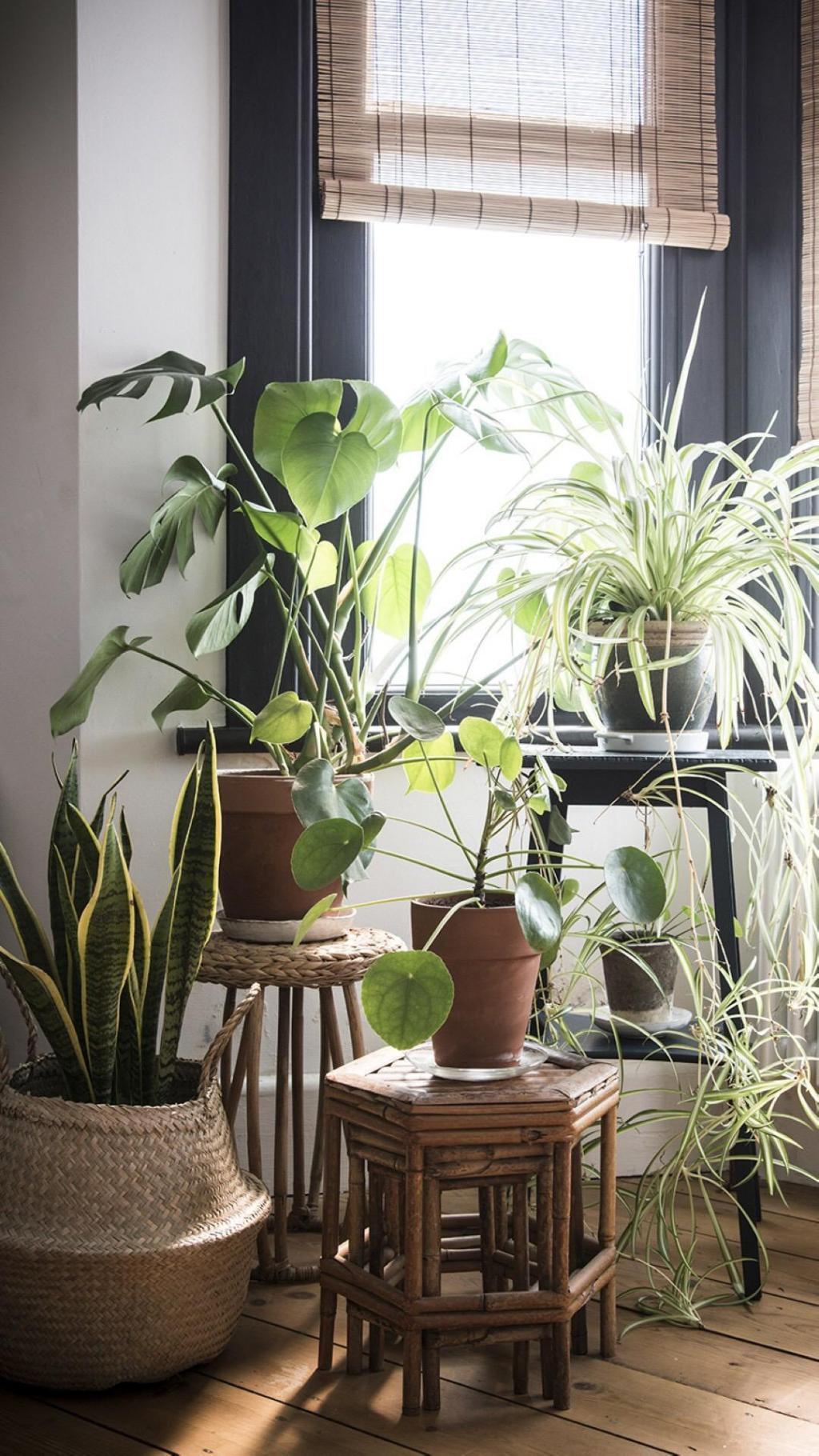 养眼家居室内植物