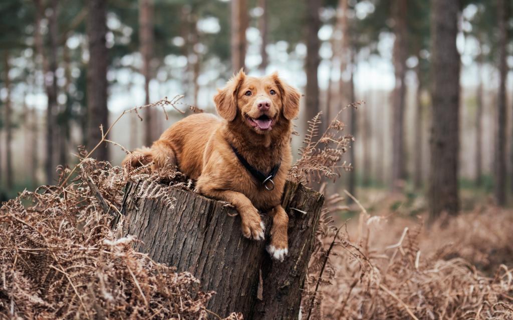 超可爱的小狗狗