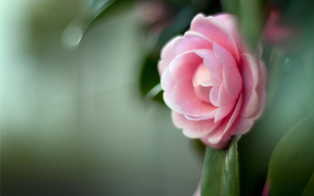 曼佗罗花(山茶花)图片