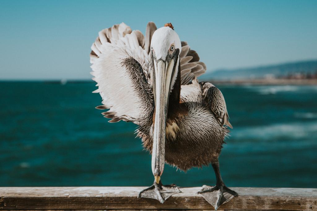鹈鹕鸟的生活日常