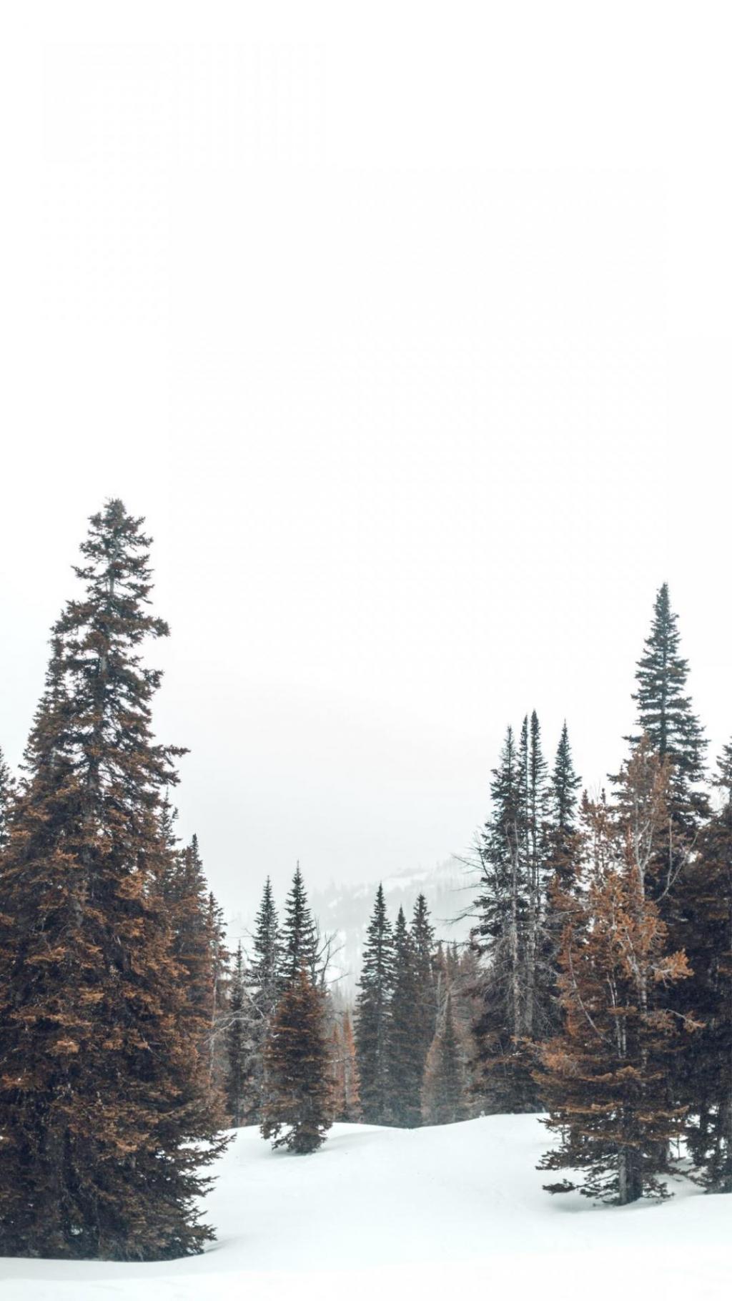 白雪皑皑的大自然唯美雪景