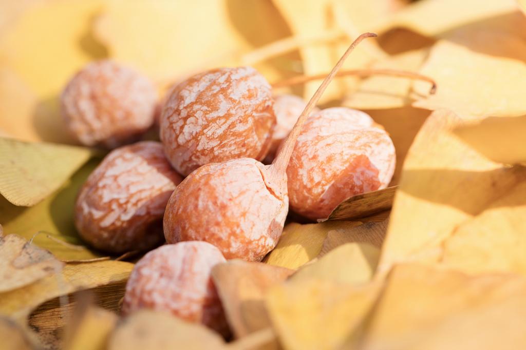 黄色的银杏果果实