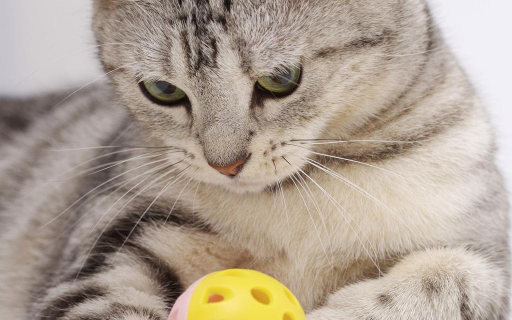 可爱的美国短毛猫写真