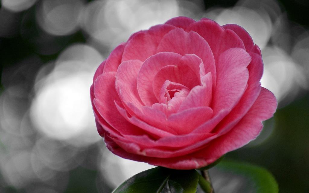 曼佗罗花(山茶花)图片