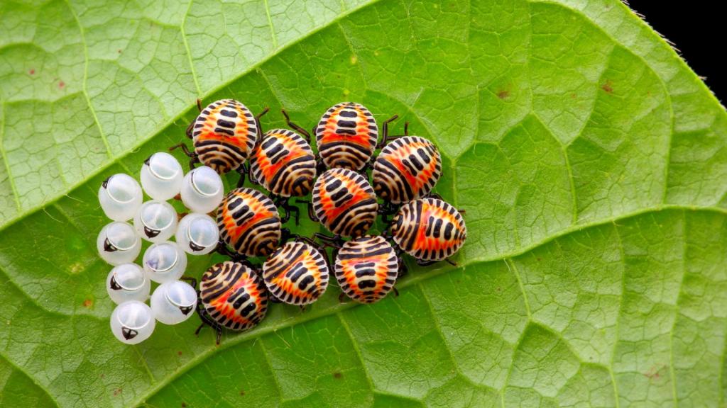 近距离观察昆虫