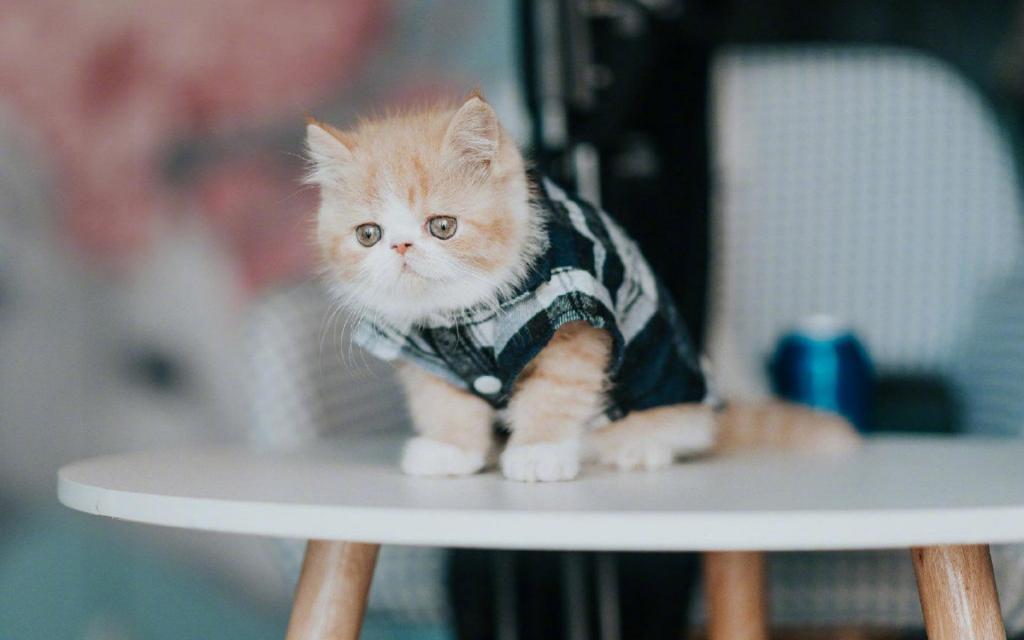呆萌又乖巧的小猫咪