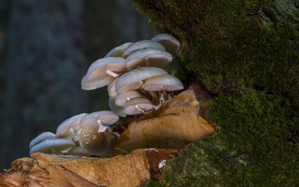 “菇中极品”之秀珍菇