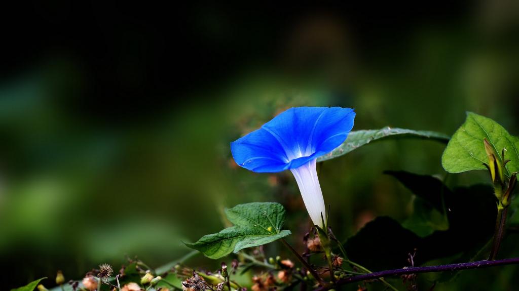 蓝色牵牛花图片