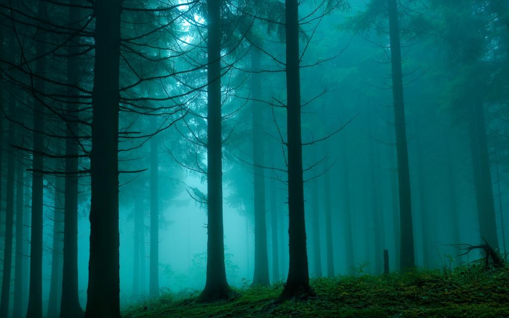 森林树木风景