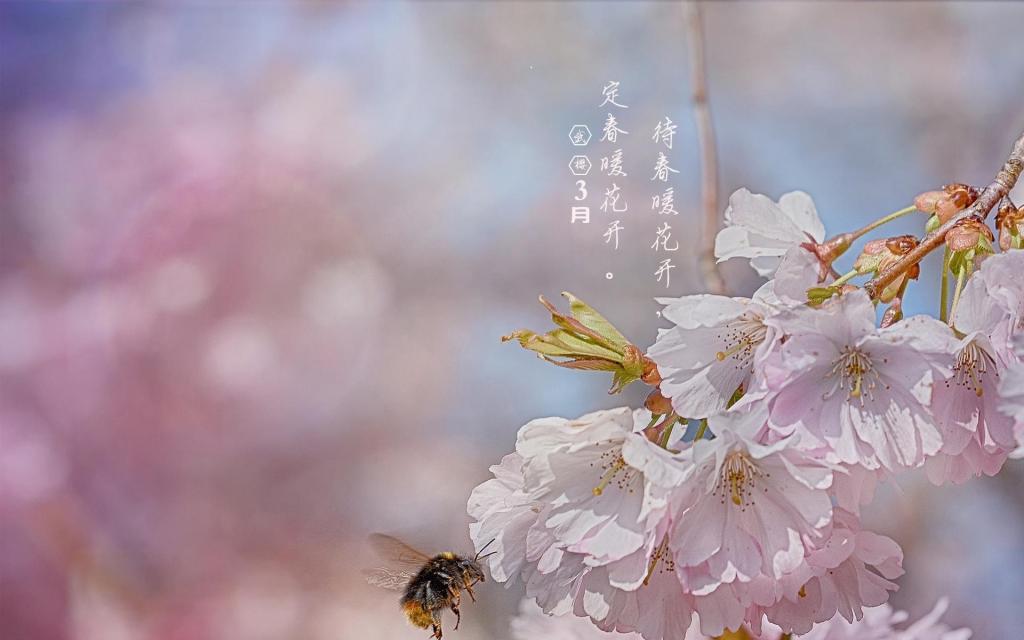 你好三月:武大樱花