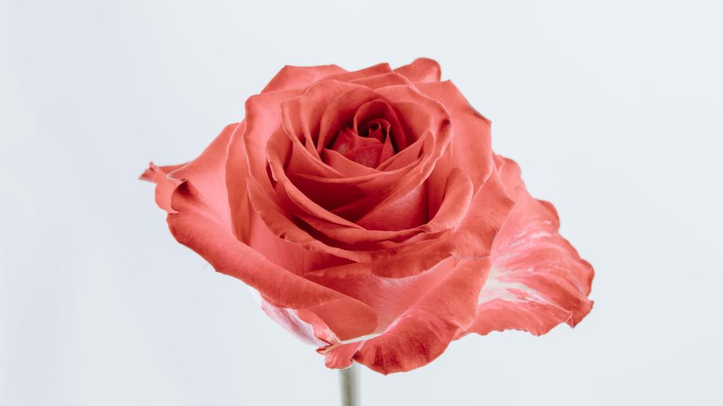 白色情人节浪漫鲜花礼物